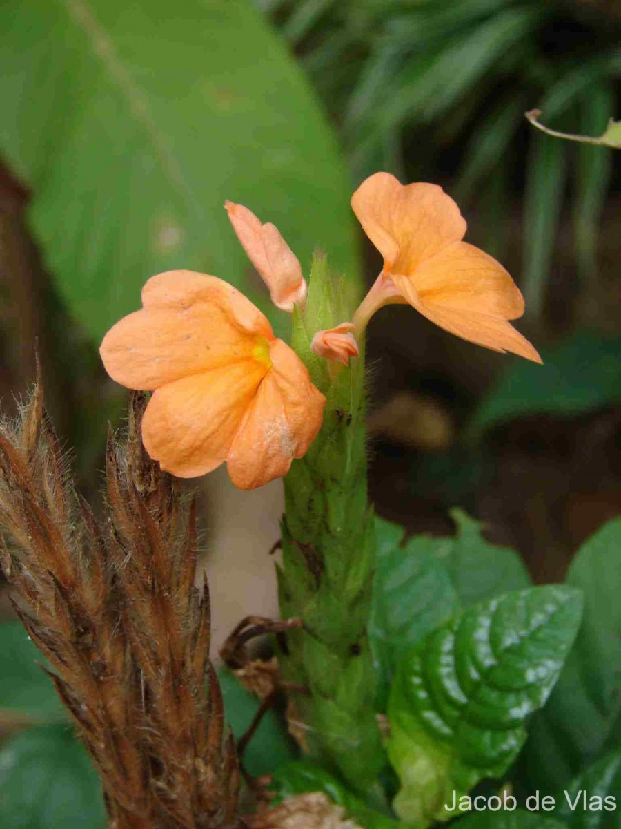 Crossandra infundibuliformis subsp. infundibuliformis (L.) Nees